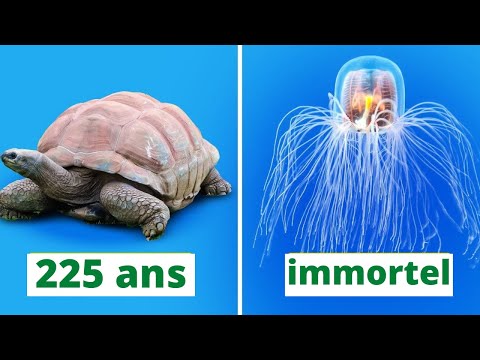 Vidéo: Les Scientifiques Ont Découvert Les Plus Anciennes Empreintes De Pas D'une Créature Vivante. - Vue Alternative