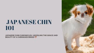 Japanese Chin 101: Exploring the Enchanting World of the Japanese Chin Dog