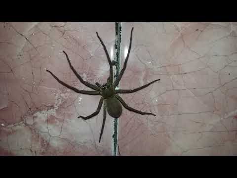 Video: Adakah labah-labah bilik bawah tanah akan menggigit?