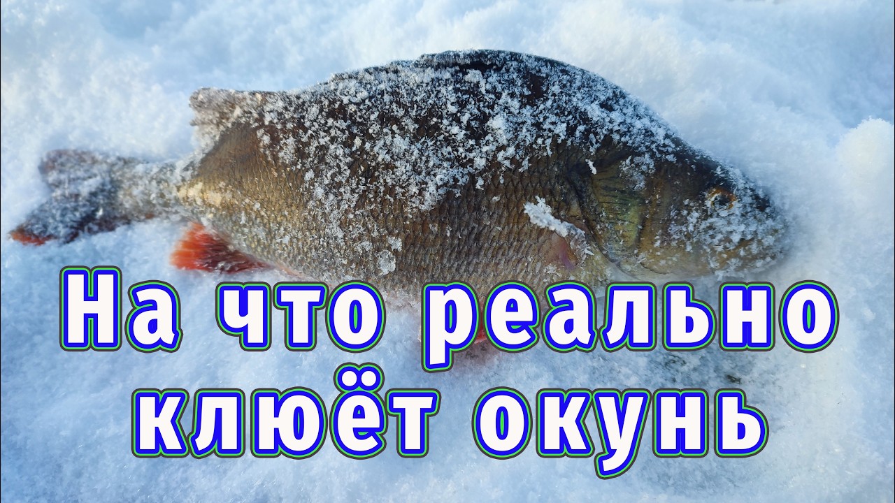 Хочешь поймать много рыбы? Смотри, что я использую!