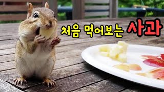 아침사과 먹으러 강아지처럼 달려오는 강다람쥐 쳐키와 시크의 여왕 제니Chipmunks Eating Apple For The First Time