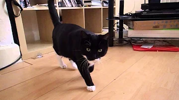 Slow Motion Cat Walk 1