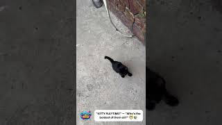 Kitty Playtime Whos The Boldest Of Them All?