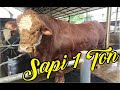 KANDANG BAPAK ALIM KEDIRI || LIMOSIN SIMMENTAL SUPER