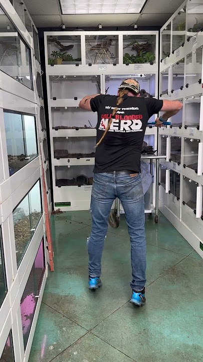 MASSIVE ANGRY KING COBRA!