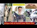 Top Class Bully Dogs Shakari Moon Dab Sahib 2020 | Paret  Kaboter And Horse Teeter 2020