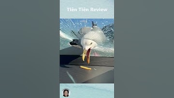 Hãy Cẩn Thận Với Loài Chim Này #short #shorts #viralvideo