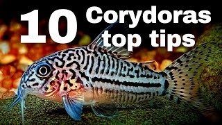 Top 10 beginner tips for keeping Corydoras catfish!