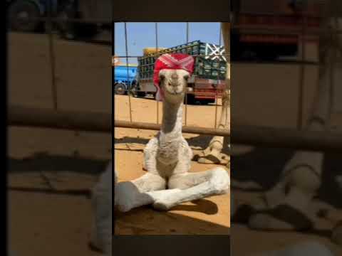 انا الزري انا السمعه