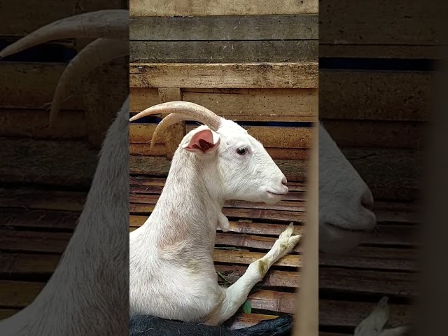 goat sound effect, goat videos, effect suara kambing, video kambing, shorts class=