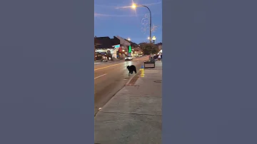 Up Close Video Of Black Bear Walking In An Alleyway Then Crossing The Street 