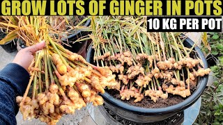 Easiest Way to Grow Ginger | SEED TO HARVEST