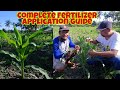 Kaalaman sa Sweetcorn Fertilizer Application (Farmer's Guide)