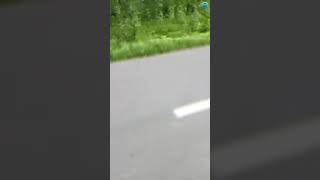 Tiger Vs Motorcyclist