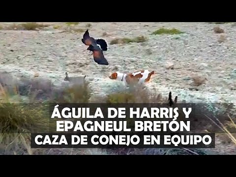 🦅 Espectacular lance de un águila de Harris para cazar un conejo
