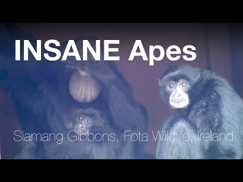 funny-and-very-noisy-apes---siamang-gibbons-(full-hd)