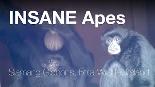 🐒 Funny & Very noisy apes - Siamang Gibbons, Fota (IRELAND)