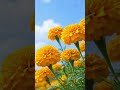 #Flowers #Bunga #BloomingBeauty #NatureLovers #InFullBloom #marigold