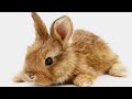 Декоративные кролики|Породы декоративных кроликов|Домашний Кролик|Decorative rabbits|Home Rabbit