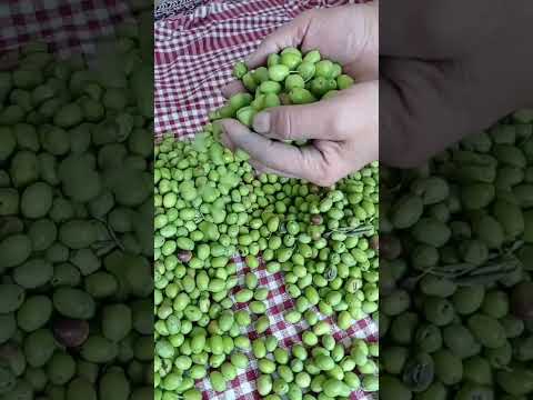 زينون الأخضر بارك الله