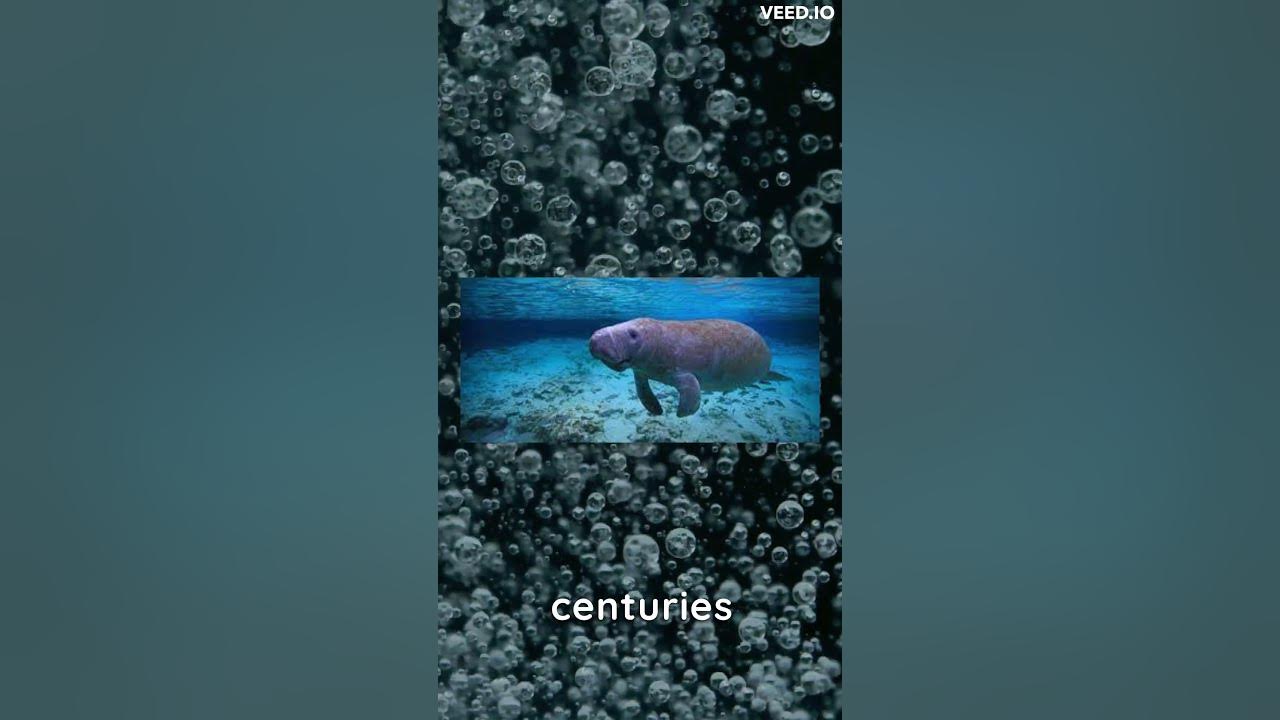 Interesting facts you probably don't know. Part 22 - Dugong #shorts #