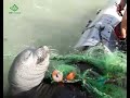 Monk seal rescue (but only half happy ending) / Rescate de una foca monje (final feliz a medias)