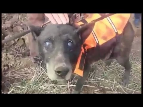 Video: Heartbreaking Video Shows Enastående Transformation av Street Dog som hade gett upp