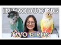 HOW TO INTRODUCE TWO BIRDS | Getting Two Birds to Get Along (Green Cheek Conures)