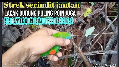 Melacak burung puling nuritanau seru poin berputar putar dapat serindit jantan leher merah