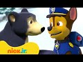 PAW Patrol BEAR Rescues &amp; Adventures! 🐻 10 Minute Compilation | Nick Jr.