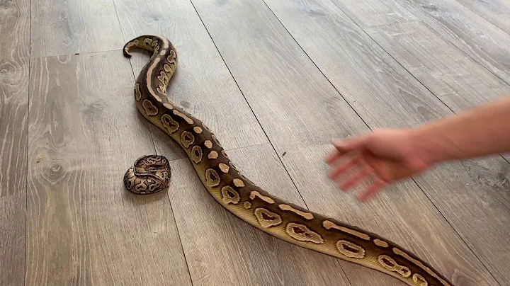 Different Size Ball Pythons