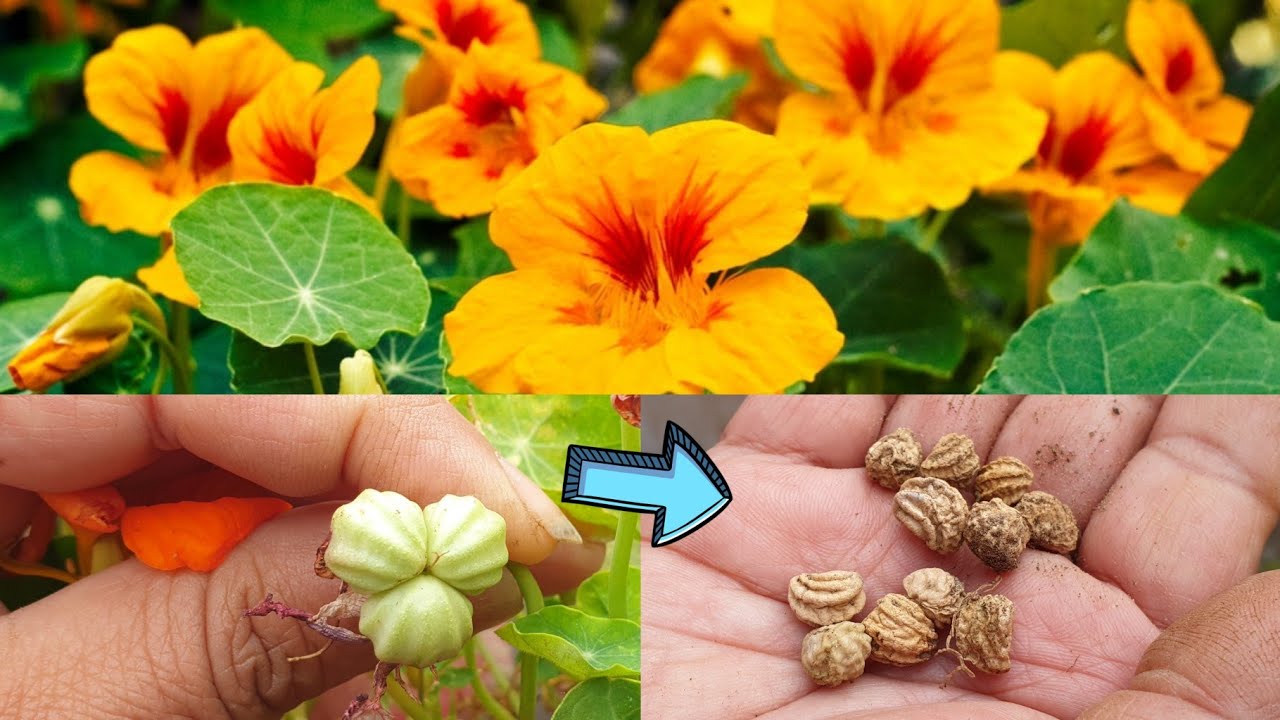 How to Collect Nasturtium Seeds for Next Winter || Collecting Seeds of  Nasturtium || Fun Gardening - YouTube