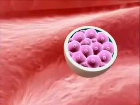 CLEAVAGE to IMPLANATATION   The first week development of the Embryo