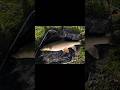 Barben angeln am Fluss! Fischen auf Barbe.