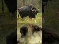 American Bison vs Indian Gour By info wild news