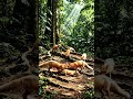 amazifacts feeding a fox 🦊🦊🦊, Flies to Nest, #wildlife #nature #amazinature animals video viral