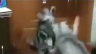 VID 20181012 WA0106