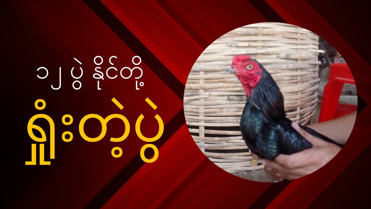 ကြက်ကောင်းတို့ ရှုံးတတ်တဲ့ ပွဲ