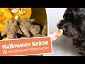 Halloween Kekse mit Kürbis und Hühnerherzen - Selber Backen für den Hund | Feat. Havaneser Nomi