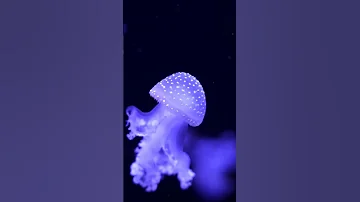 Бессмертные медузы Turritopsis dohrnii