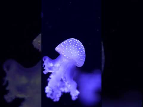 Видео: Безсмъртна медуза Turritopsis nutricula