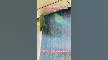 تلاوه خاشعه من الذكر الحكيم #القرآن_الكريم #اكسبلور #parrotparrot #foryou #parrot #birds