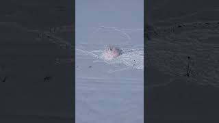 Snowman Explosion! #itswhatever #shorts #powder #explosion #trending