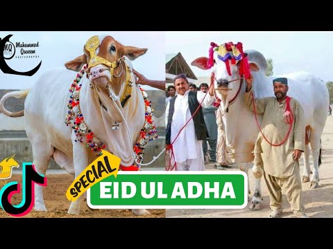 Tik Tok Eid Ul Adha Special | Tik Tok Trending Videos - YouTube