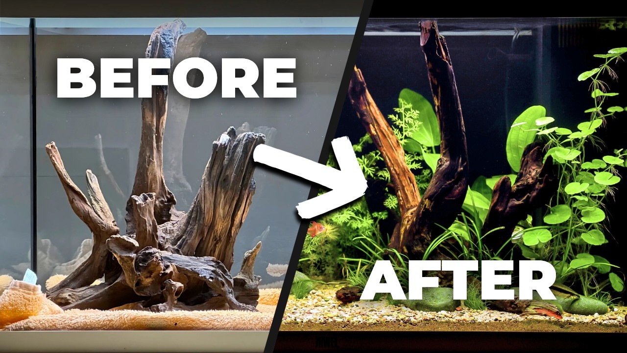 South American Aquarium Setup | Juwel Rio 125 Aquascape Tutorial