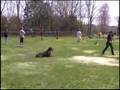 Group Dog Training Class Group Dog Training Class