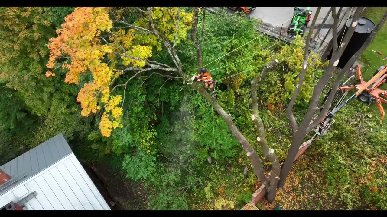 Ohtlike puude langetamine Tartus ja Tartumaal kutsetunnistusega, tegevuskindlustusega Arborist Tartu