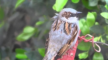 Benq GH700 Full HD Test 1080p60