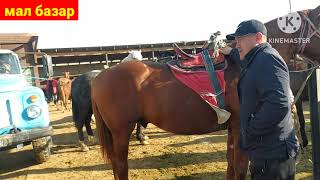 АРЗАН БАҒА | САРЫАҒАШ МАЛ БАЗАРЫ | livestock market | HORSE