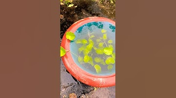 Làm hồ nuôi cá #shorts #short